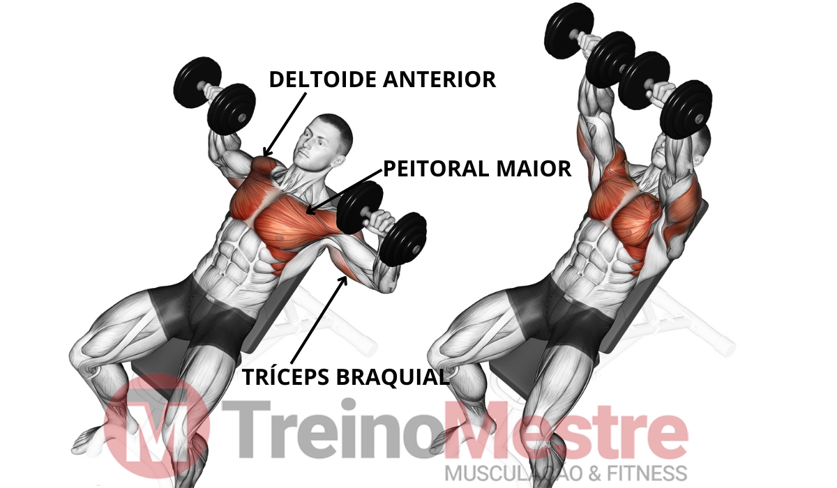 Supino Inclinado Halteres Como fazer Músculos e Dicas