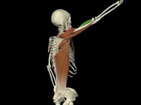 OMBRO FLEXÃO E EXTENSÃO- VISTA LATERAL