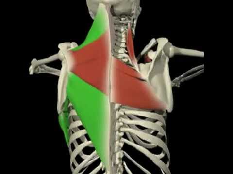 ESCÁPULA ROTAÇÃO SUPERIOR E INFERIOR- VISTA POSTERIOR