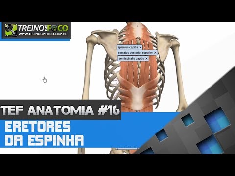 Treino em FOCO Anatomia #16 - Músculos Eretores da Espinha