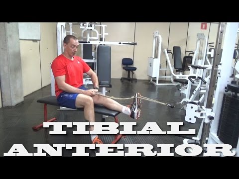Tibial Anterior