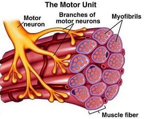 fibras musculares