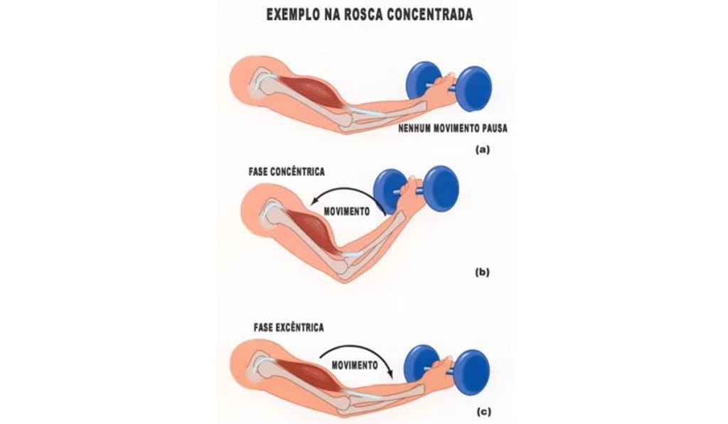 Qual a velocidade ideal na execução dos exercícios para ganhar massa muscular? fase excentrica e concentrica musculacao exercicios