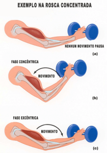 Fase Exc ntrica E Fase Conc ntrica Diferen as Aplica es E T cnicas fase-exc-ntrica-e-fase-conc-ntrica-diferen-as-aplica-es-e-t-cnicas