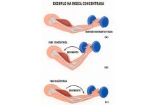 fase excentrica e concentrica musculacao exercicios