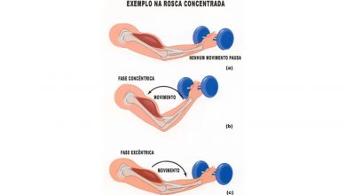 fase excentrica e concentrica musculacao exercicios