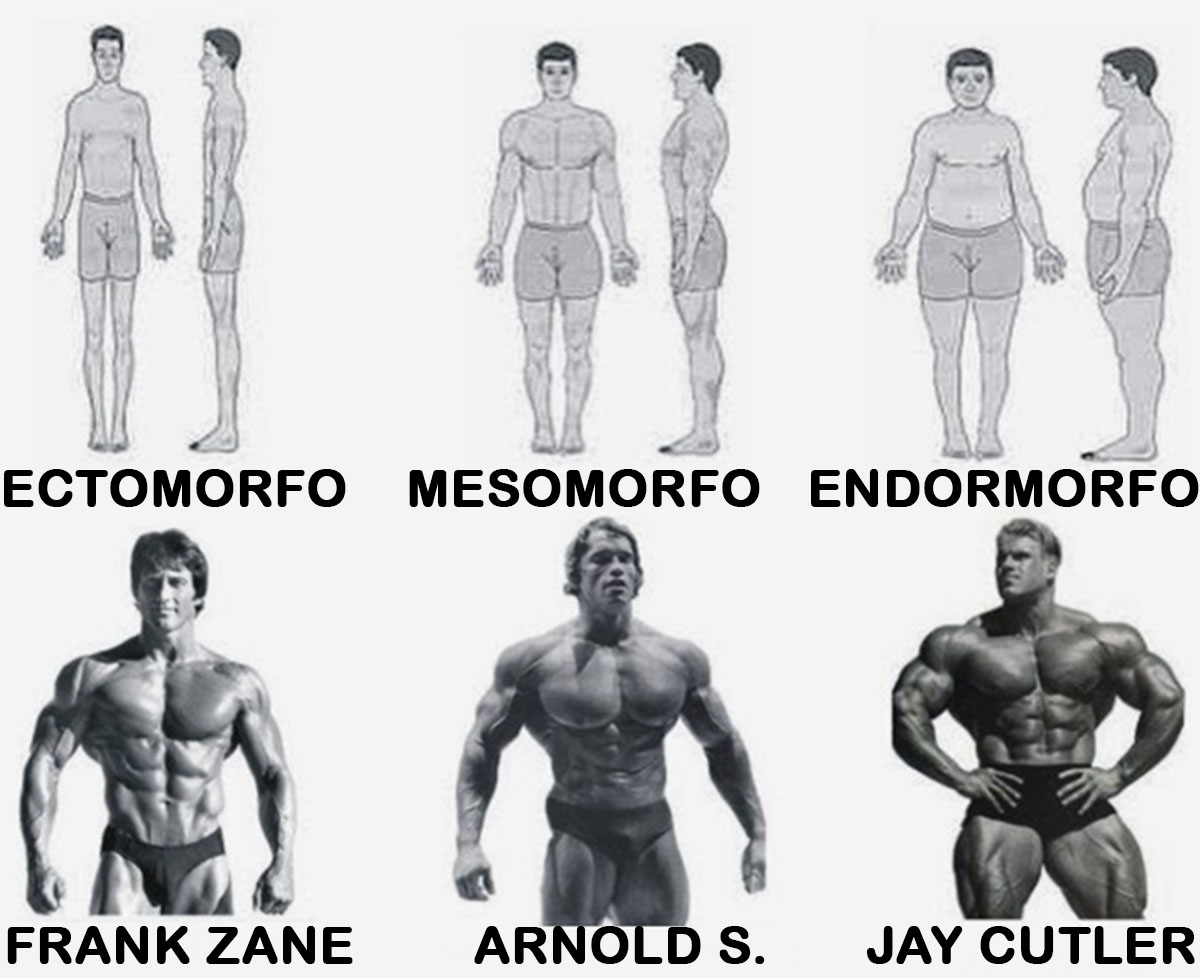 atletas ectomorfos mesomorfos e endomorfos