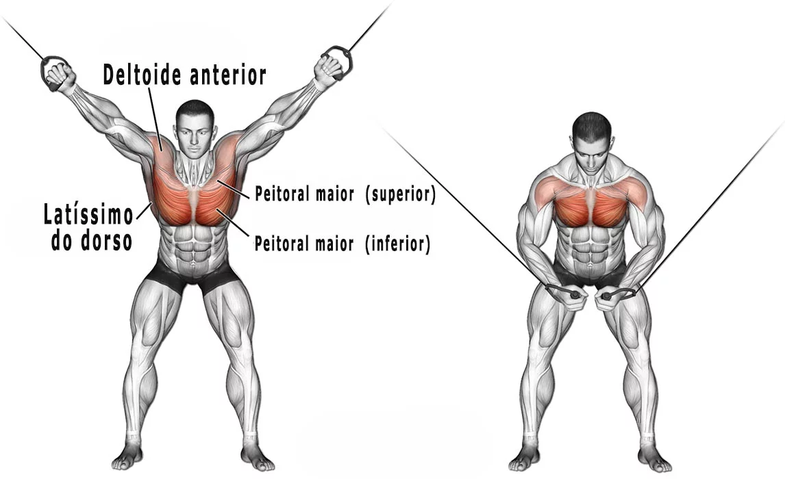 Treino de Peitoral - Musculação - Tudo o que precisas!