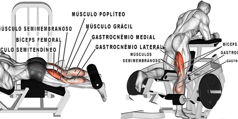 Mesa flexora  Exercícios para coxa, Coxas, Muscular