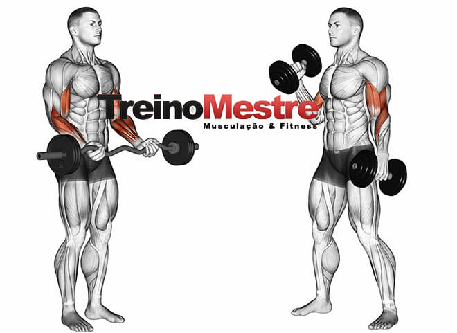 Exercícios com barra ou halter, há diferença na solicitação muscular? -  Treino Mestre