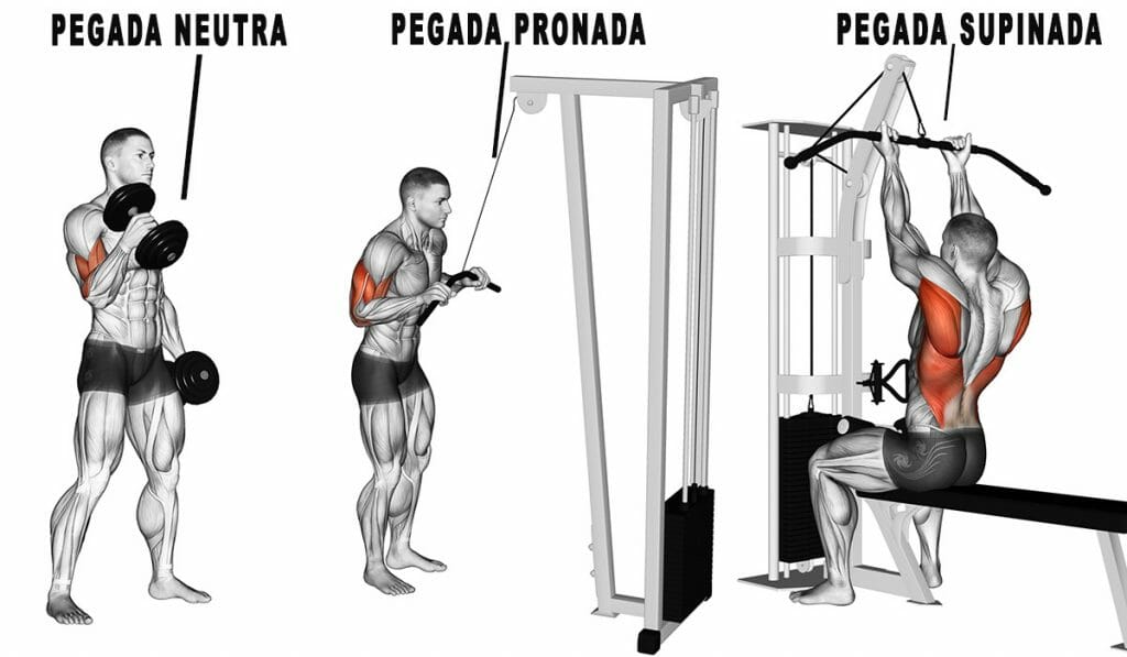 Pegada supinada, pronada e neutra, conheça os tipos de pegadas e sua influência na musculação