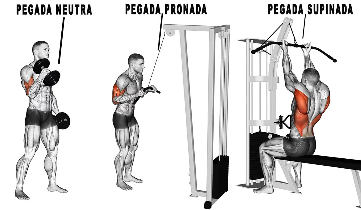 Remada Curvada - Pegada Supinada com Barra Reta - Meu Treino Perfeito