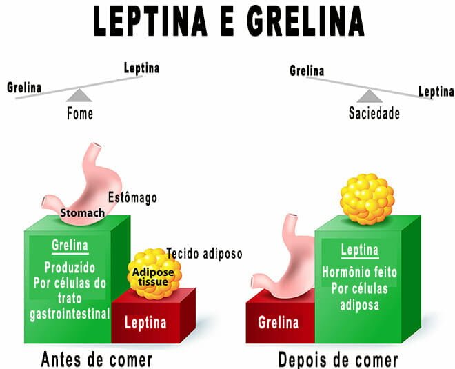 Leptina e grelina funções