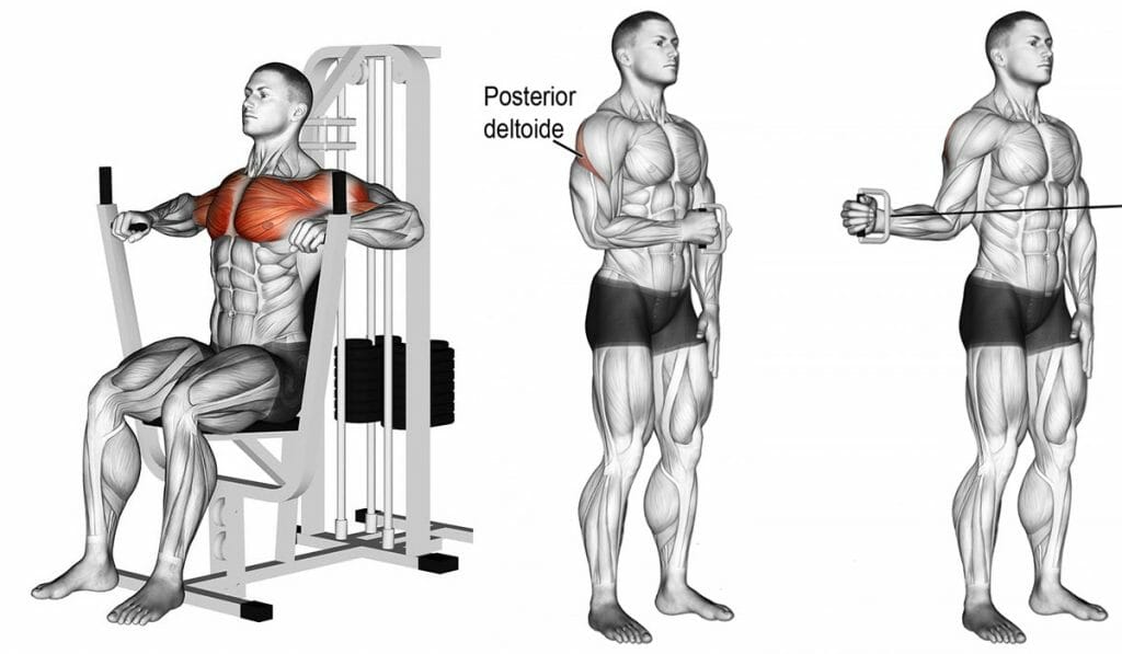 5 Exercícios que iniciantes e intermediários precisa ter em seu treino!