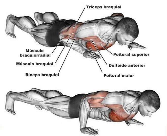 músculos trabalhados flexão de braço