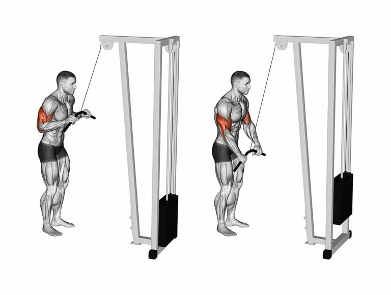 Tríceps pulley (corda ou polia) 8 Variações para potencializar!