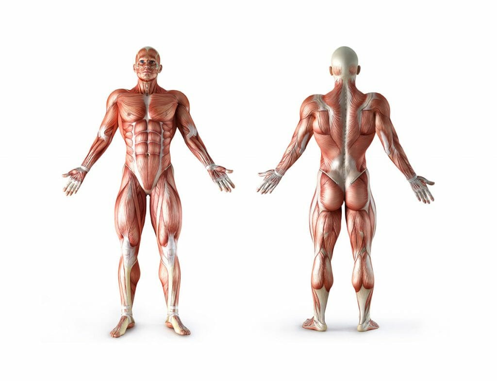 Recuperação muscular