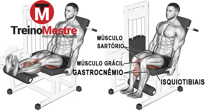 cadeira flexora músculos 