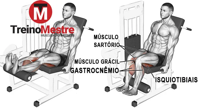 cadeira flexora músculos trablhados
