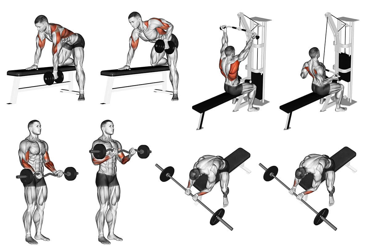 Treino de bíceps para hipertrofia avançado com divisão ABCD