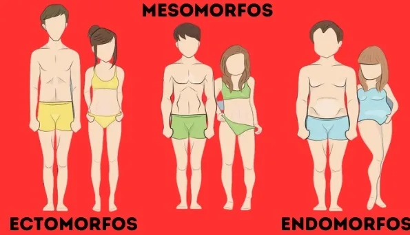 mesomorfos como saber