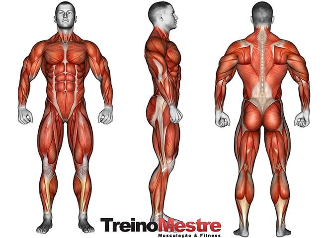 Treino de Bíceps Completo: Maximize seus Ganhos Musculares