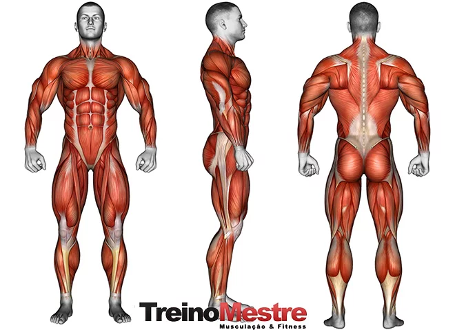 Hipertrofia x definição muscular: tem diferença? - Saúde - Estado de Minas