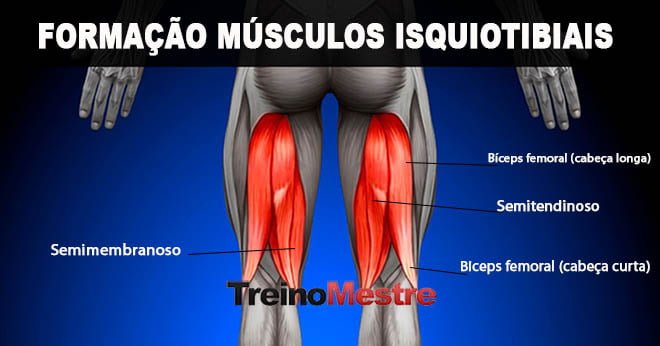 isquiotibiais músculos localização nomes