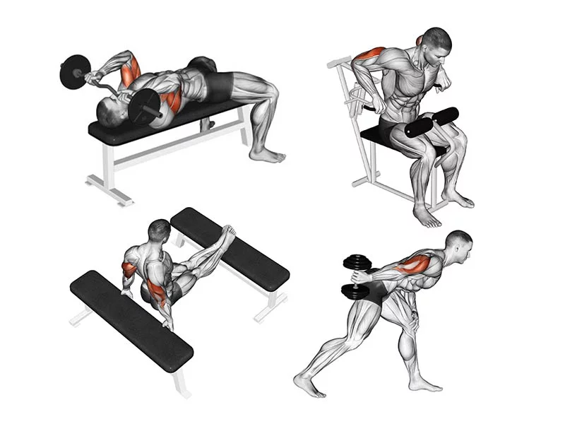 Treino costas e biceps, Treino de peito e tríceps, Exercícios de musculação