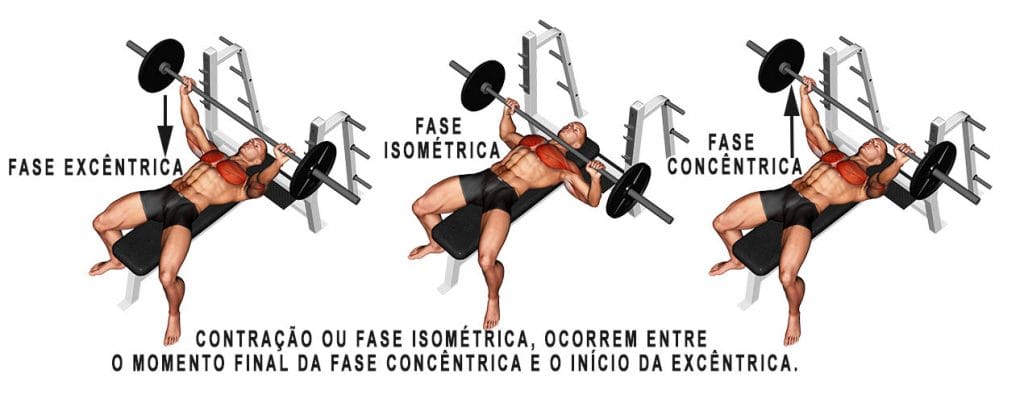 Fase excêntrica e Fase Concêntrica: diferenças, aplicações e técnicas avançadas