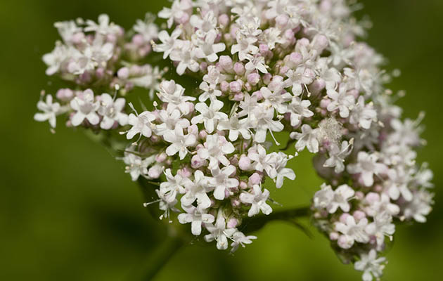 Valeriana: Para que Serve, 7 Benefícios e Como tomar