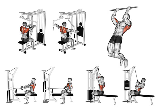 Exercicios para costas  Musculação, Exercícios, Livro de musculação