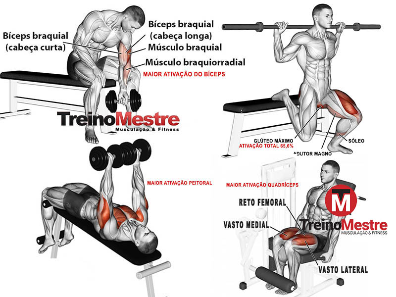 35 Melhores exercícios para cada grupo muscular segundo a ciência - Treino  Mestre