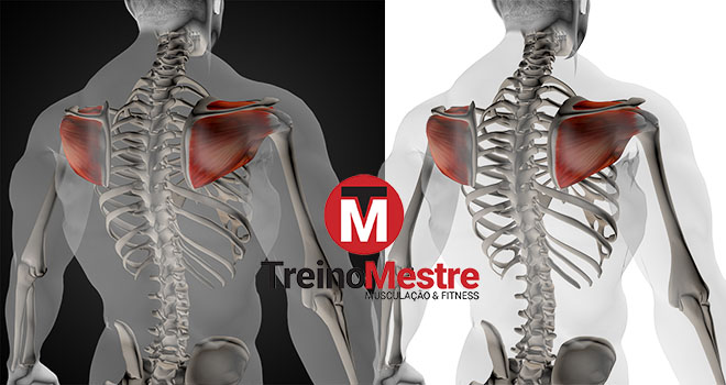 anatomia do manguito rotador