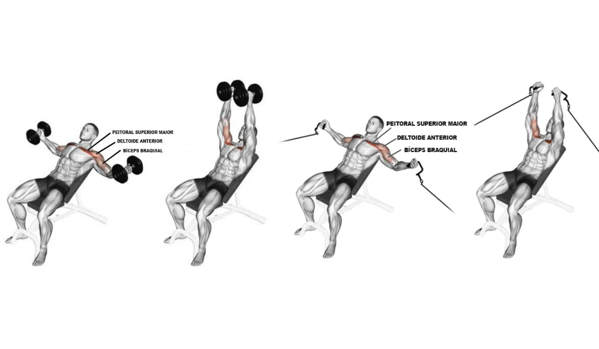 Supino Inclinado Com Halteres: Guia completo desse exercício