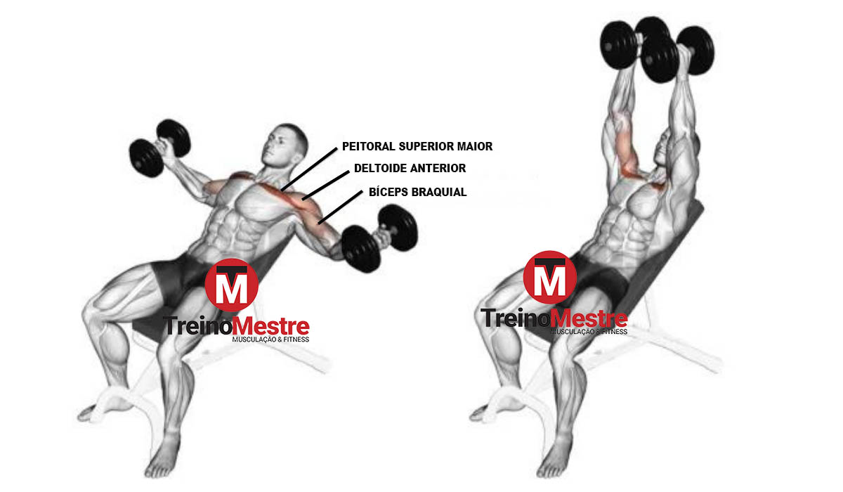 Supino inclinado - execução correta, músculos trabalhados e dicas