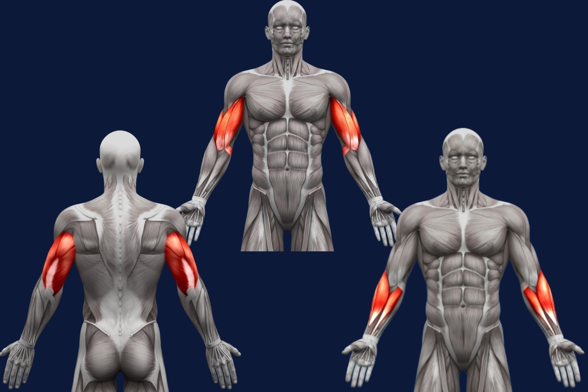 Músculos do braço: quais são, melhores exercícios e ficha de treino!