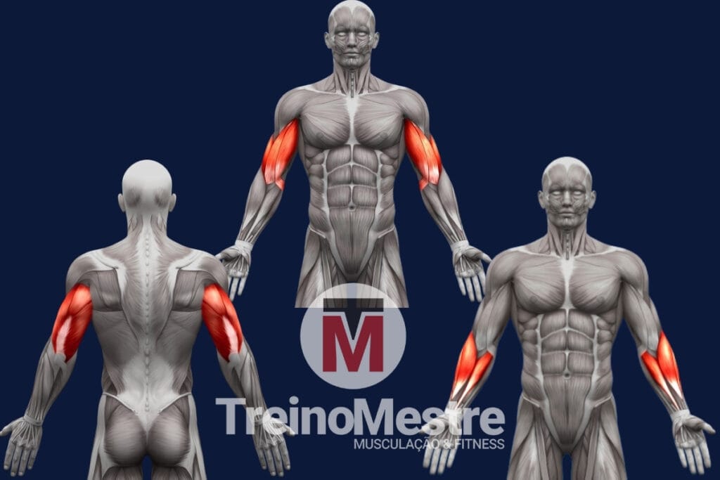 musculos do braço