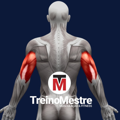 Bíceps E Tríceps Para Ilustração Anatômica Muscular Do Braço