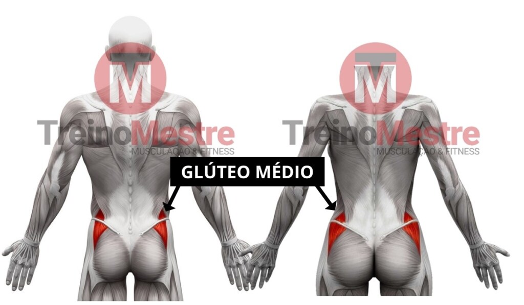 gluteo medio anatomia exercicios