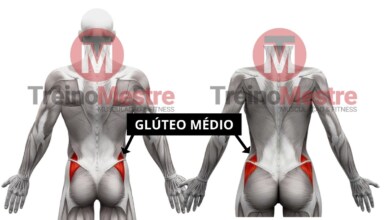 gluteo medio anatomia exercicios